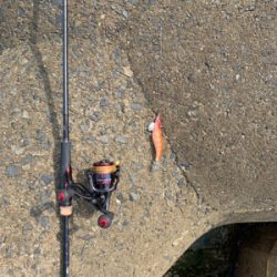 アオリイカ釣果!