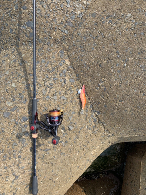 アオリイカ釣果!