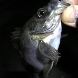 久しぶりのメバリング