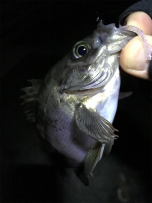 久しぶりのメバリング