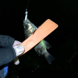 メバル連チャン釣行！