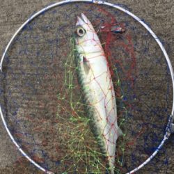 青物から根魚まで