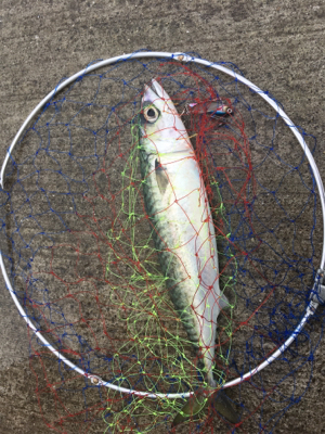 青物から根魚まで