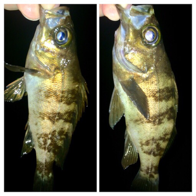 メバリンガー1805〜1850