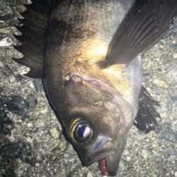 渋い！貝塚メバリング