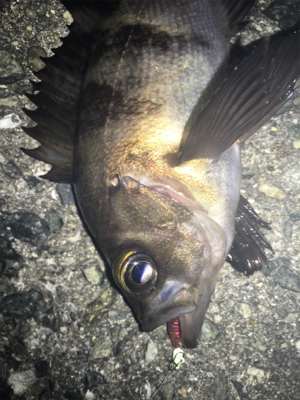 渋い！貝塚メバリング