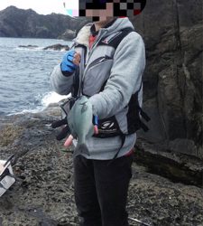 今季最終グレ釣り