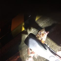 ガシラガシラガシラ…