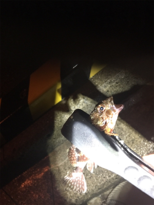 ガシラガシラガシラ…