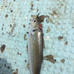 タイラバ 泳がせ