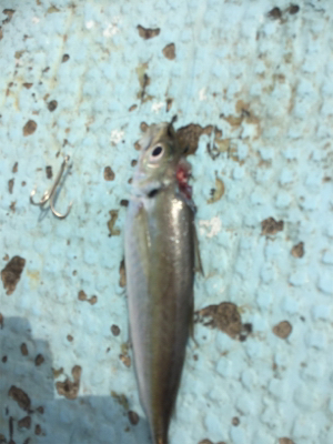 タイラバ 泳がせ