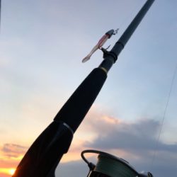 ミニカリで2日連続でシーバスゲットです