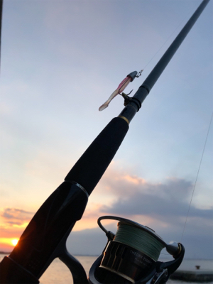 ミニカリで2日連続でシーバスゲットです