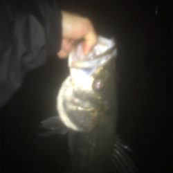 いつものドブ川シーバス