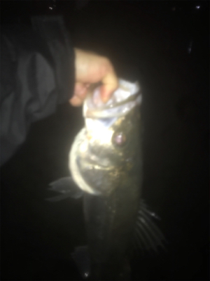 いつものドブ川シーバス