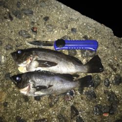 メバルとカサゴ