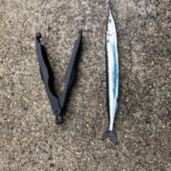 ショアジギ練習でサゴシが二本他