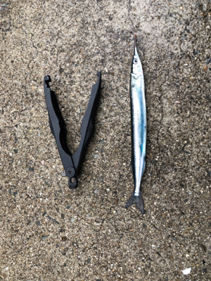 ショアジギ練習でサゴシが二本他