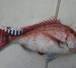 お祝いの真鯛採れたー