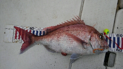 お祝いの真鯛採れたー