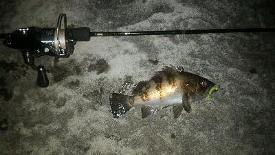 マイクロベイトパターン