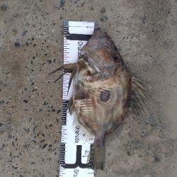 3/30釣果 マトウダイチヌアジカタクチオジサン