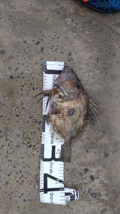 3/30釣果 マトウダイチヌアジカタクチオジサン