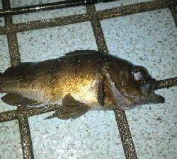 マイクロベイトパターン?