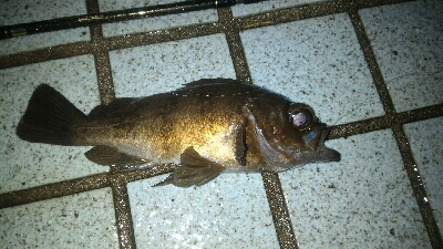 マイクロベイトパターン?