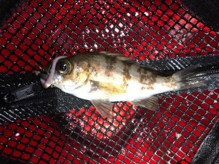 二見ガシリング1