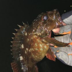 遠征メバリング