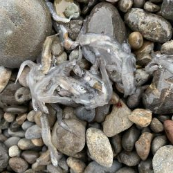 Tオヤジ  ダッシュ ショアジギングIN煙樹ヶ浜