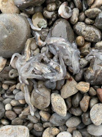 Tオヤジ  ダッシュ ショアジギングIN煙樹ヶ浜