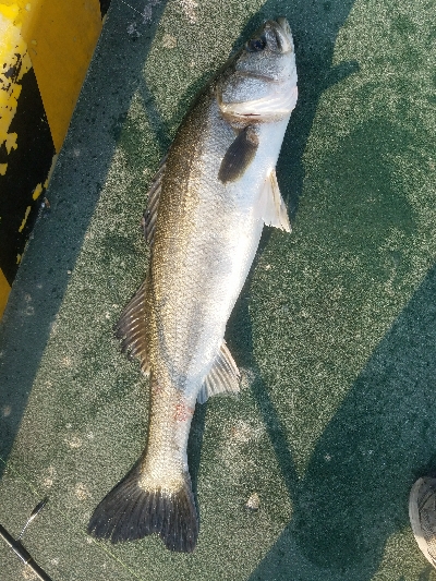 スズキ釣り　～スズキ、79センチ～