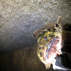 デッカサゴ!だが尺は遠い