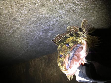 デッカサゴ!だが尺は遠い