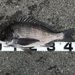 イチノ兄弟、釣果