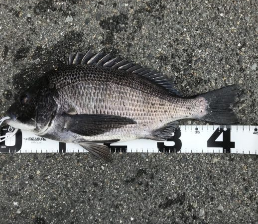 イチノ兄弟、釣果