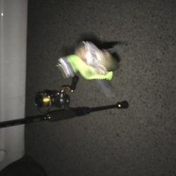 初めてのアジング