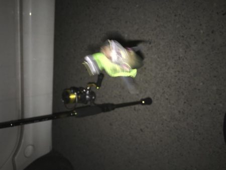 初めてのアジング