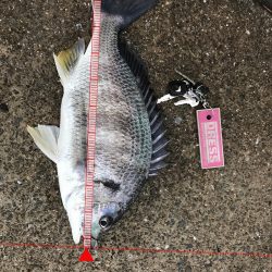 新元号発表前日にナイスフィッシュ