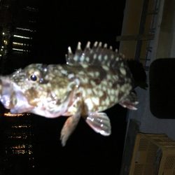 ナイトアジはいなかった。