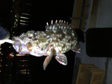 ナイトアジはいなかった。