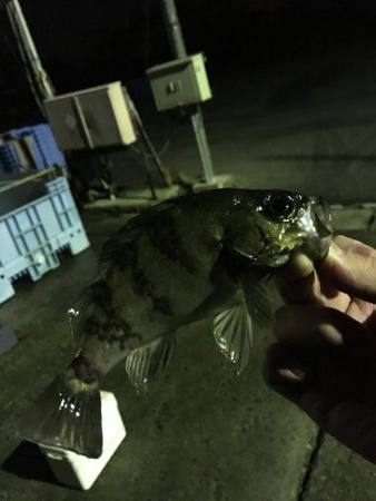 連日のメバル釣行