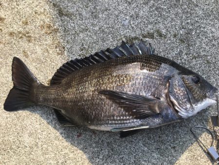 暖かくなってきた