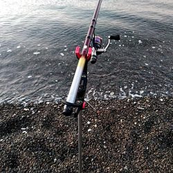 アオリイカ　上がりました。