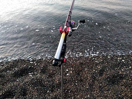 アオリイカ　上がりました。