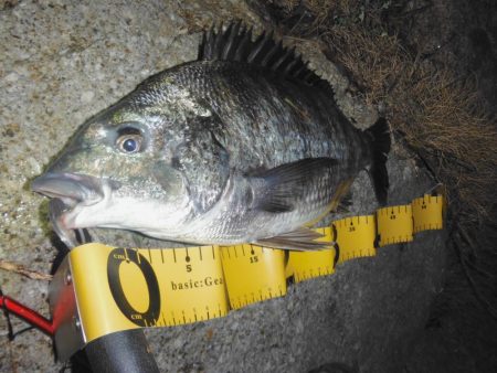 シーバス調査がチヌ高反応