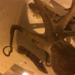 タコ、メバル、カサゴ、チィチィイカ