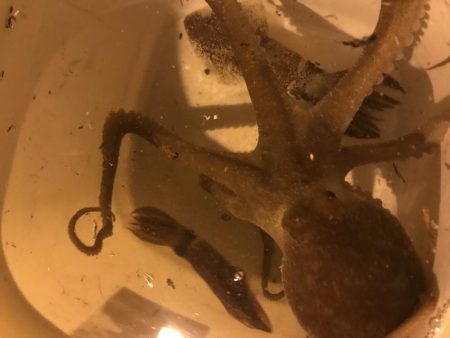 タコ、メバル、カサゴ、チィチィイカ